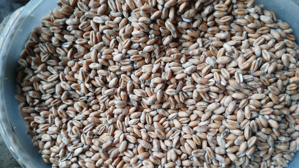 Pszenica Ozima Banatus 2025