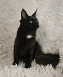 Kotka Maine Coon Gotowa do  zmiany domku:)