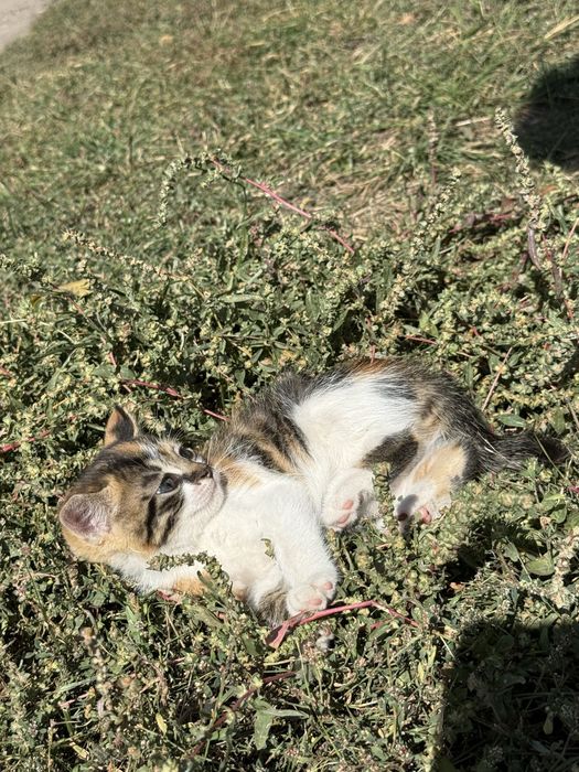ОТДАЮ Котят 1.5 месяца