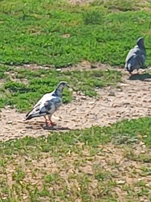 Gołębie za grosze..