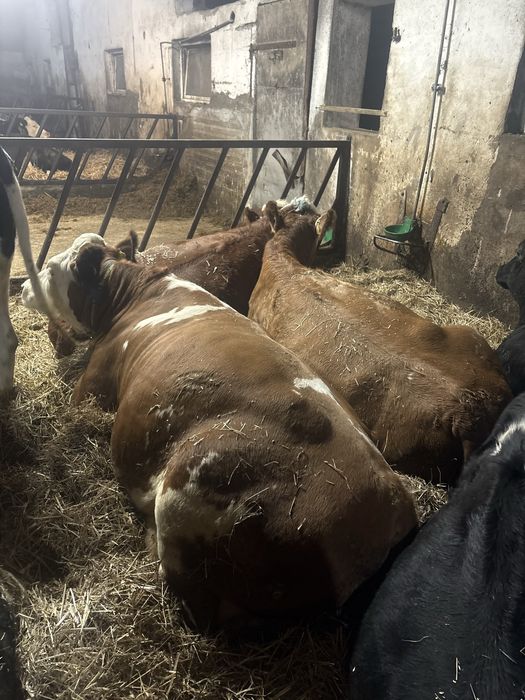 Jalowki wysokocielne simental