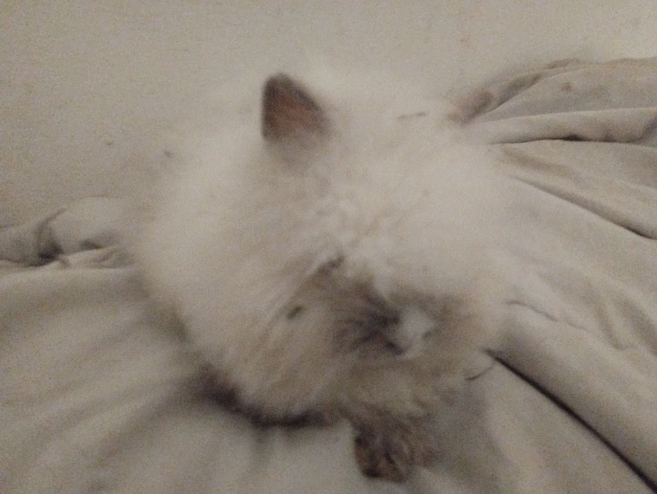 Królik mini lip Teddy karzełek