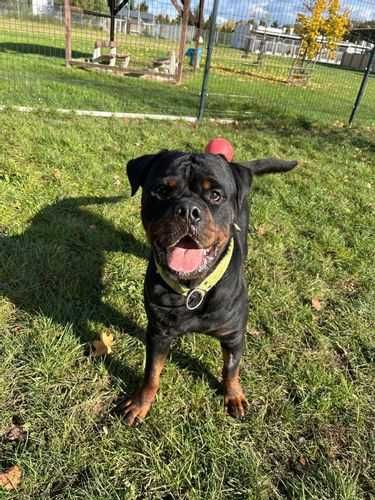 Baster w typie rottweilera, rotka, czeka na dom!