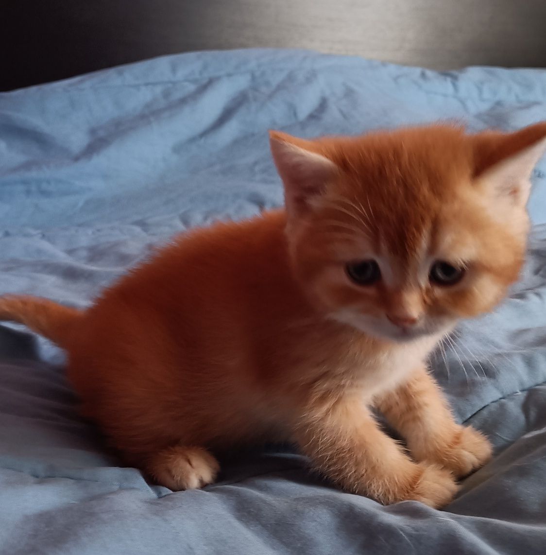 British Shorthair amarelo Macho