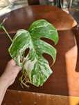 Szczyt monstera variegata ukorzeniony