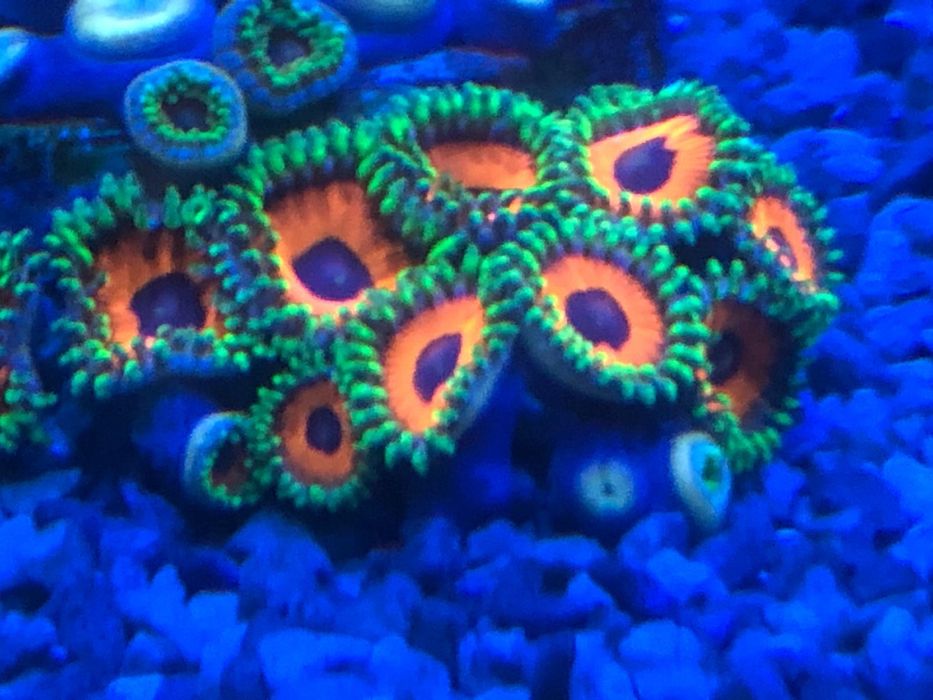 Vendo zoanthus  whammin watermelon