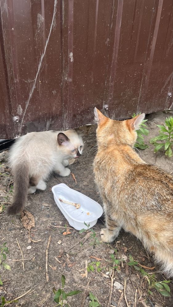 СРОЧНО, котята ищут дом