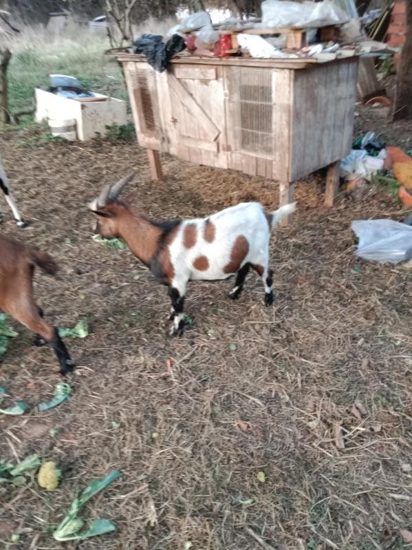 Vendo cabrito com 6 meses