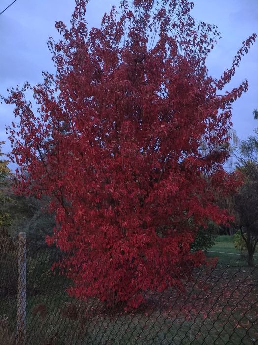 Miododajny Klon Ginnala nasiona 0,5 g