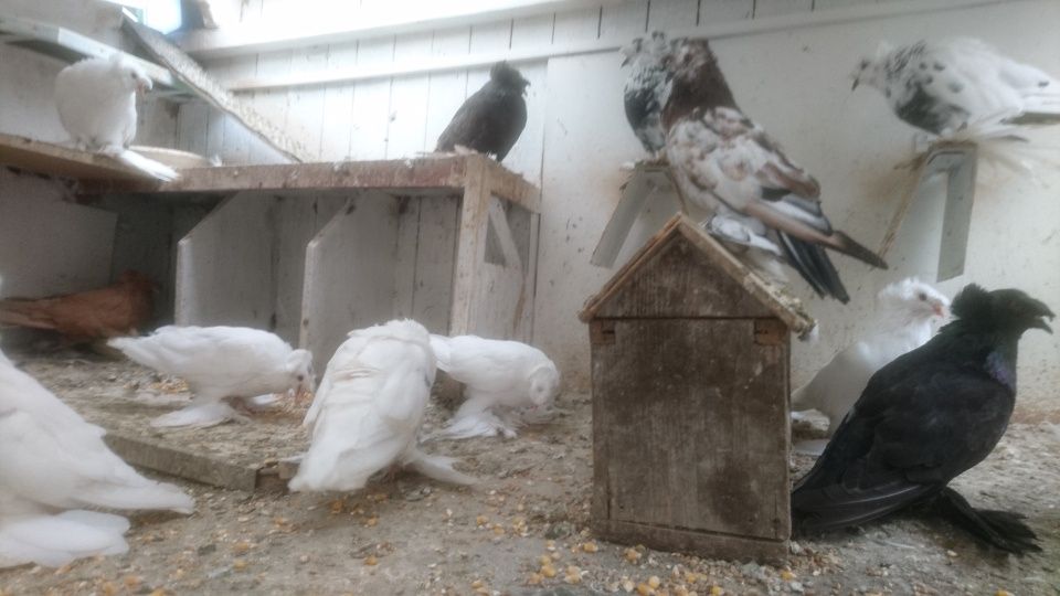 Gołębie Turkot dwuczuby