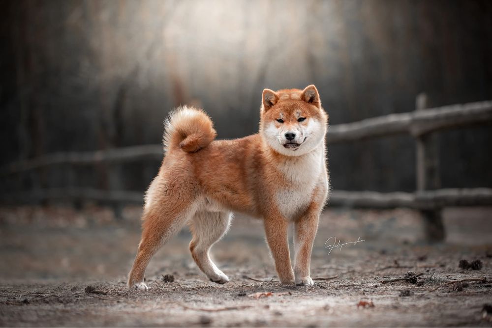 Shiba inu reproduktor