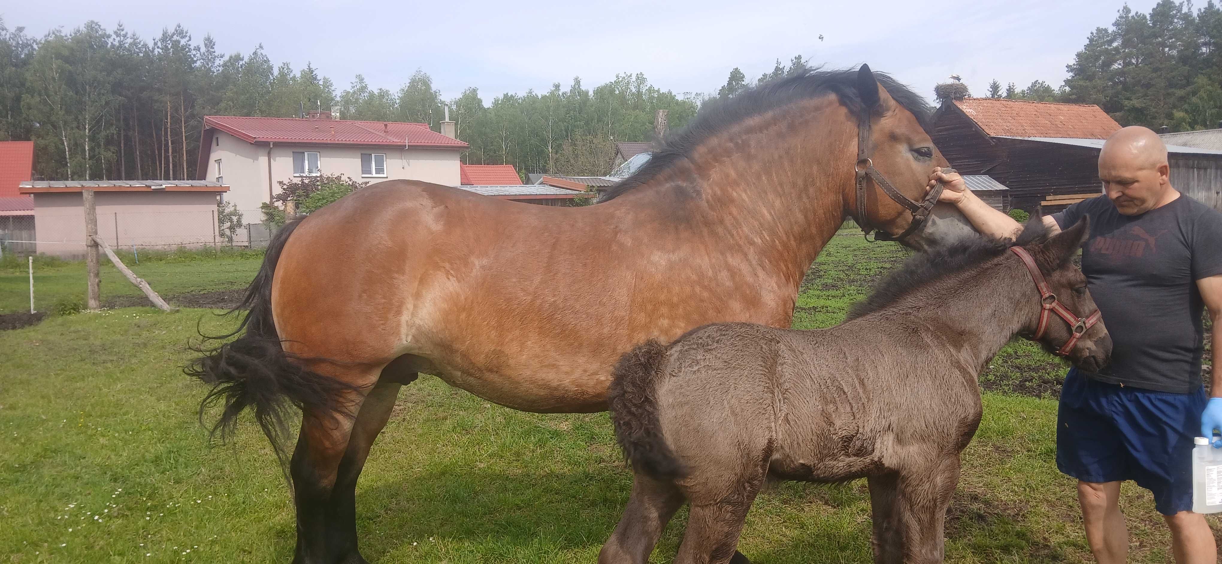 Kobyła źrebna z źrebakiem