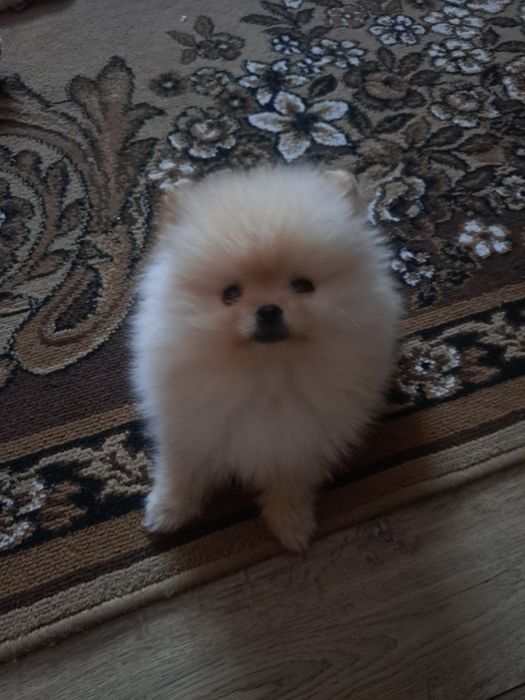 В'язка, Тедді готовий для побачень із дівчатками