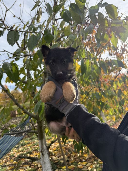 Продам щенки німецької вівчарки