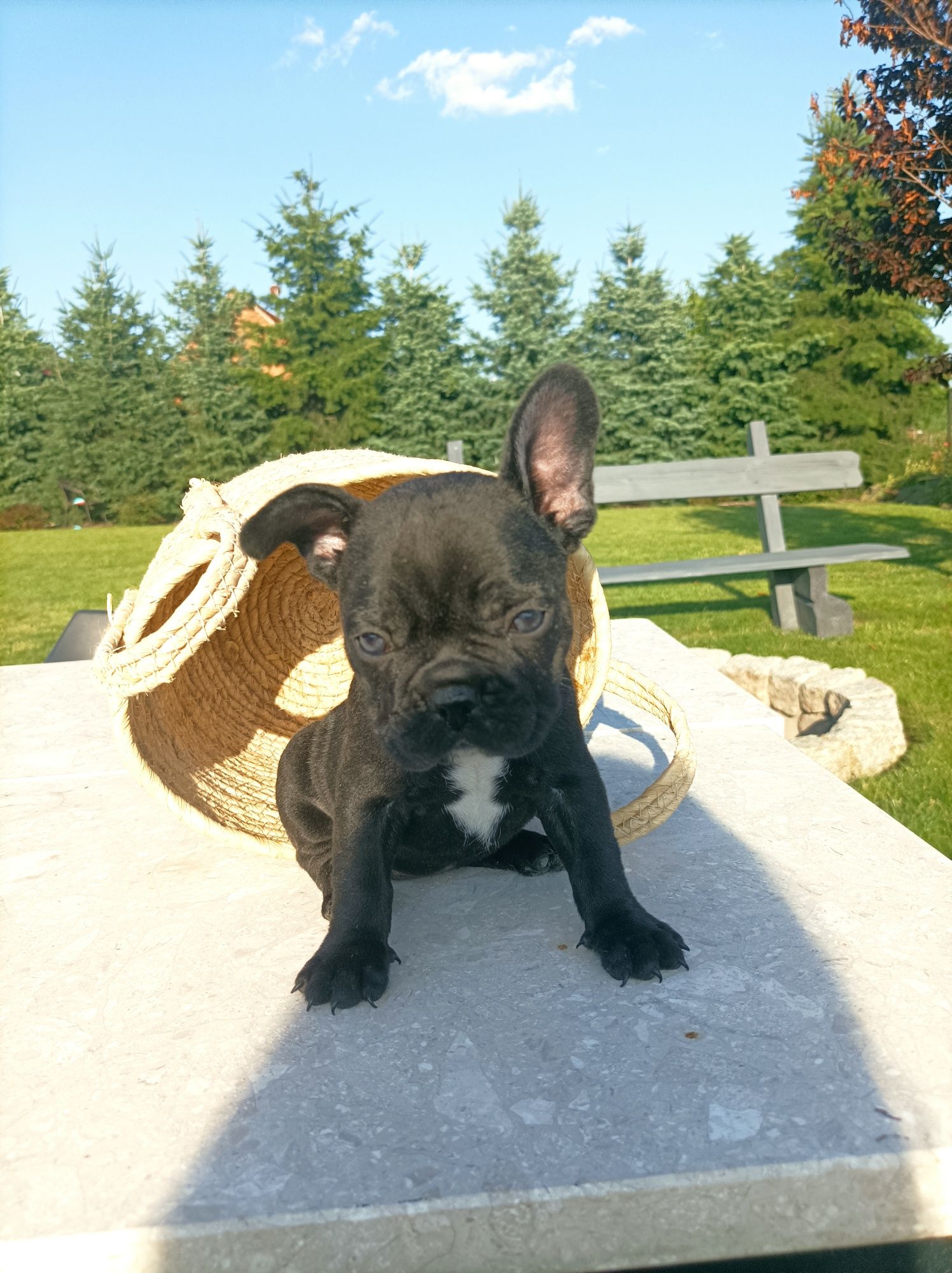 Buldog francuski