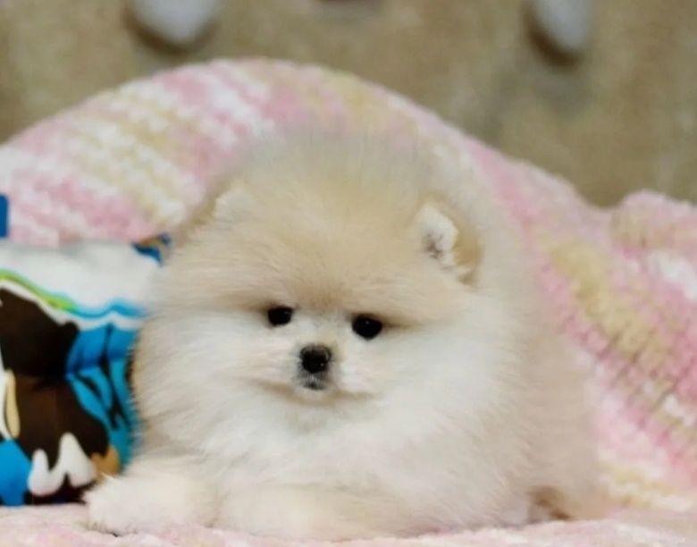 Пушистики шикарные крохи