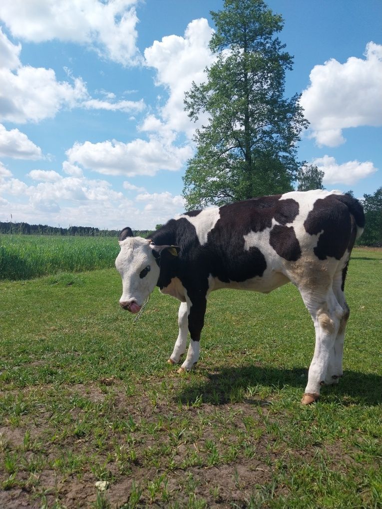 Jałówki czarno białe