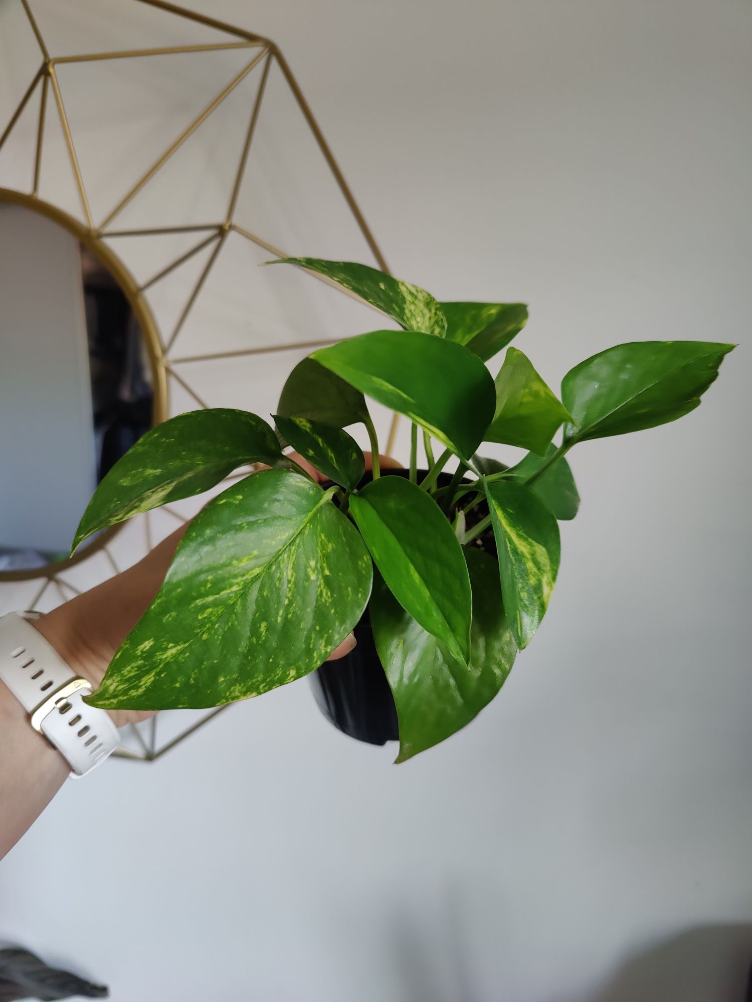 Epipremnum aureum epi złociste 4/5 sadzonek