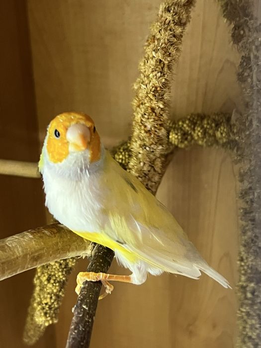 Amadyna wspaniała, samiec 2024r.