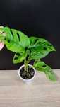 Monstera Monkey Mask