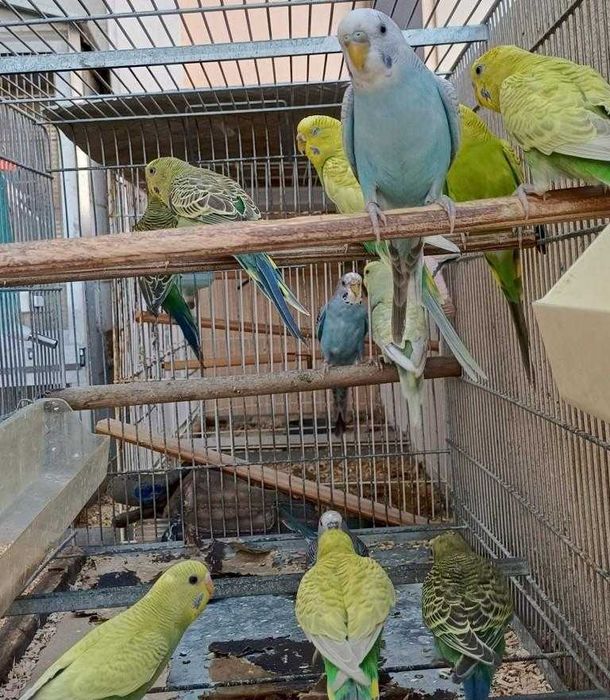 Lote de Periquitos Australianos
