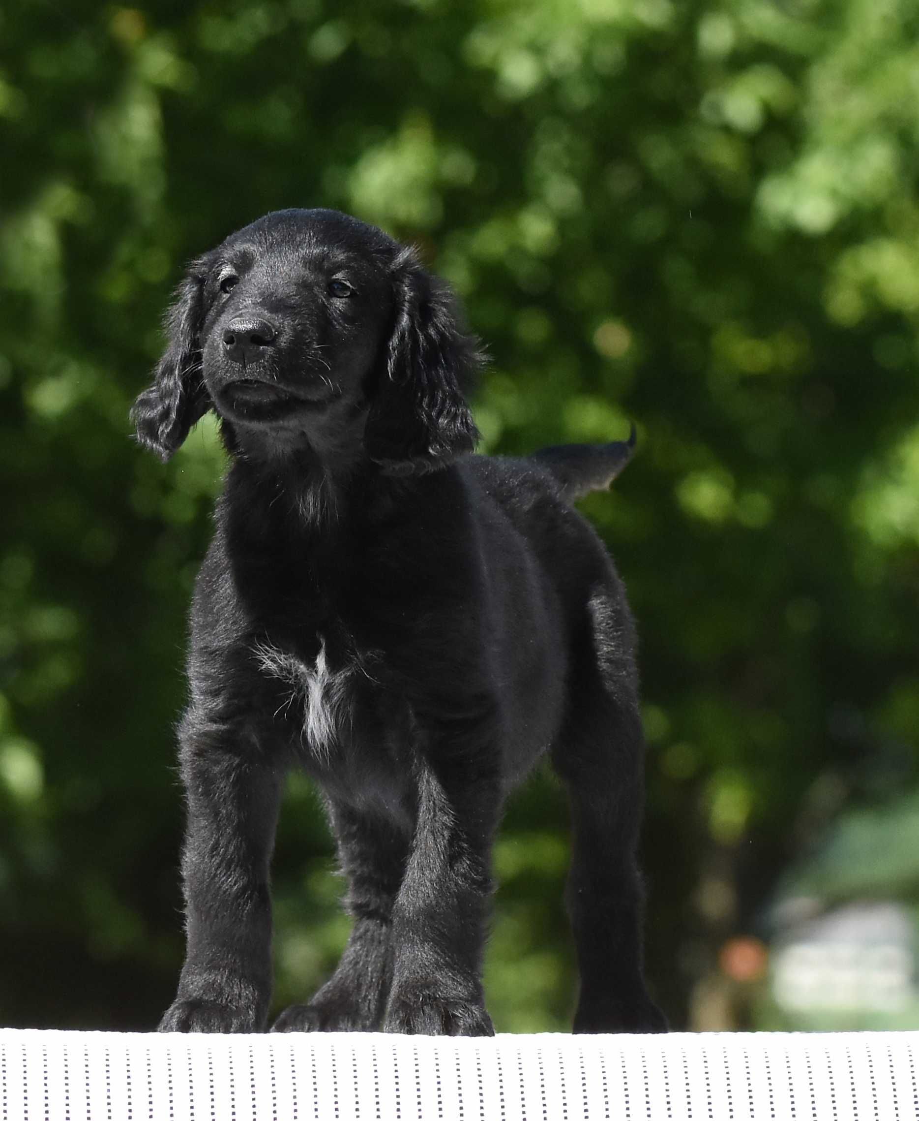 Flat Coated Retriever - czarna dziewczynka, niewystawowa, na kolanka