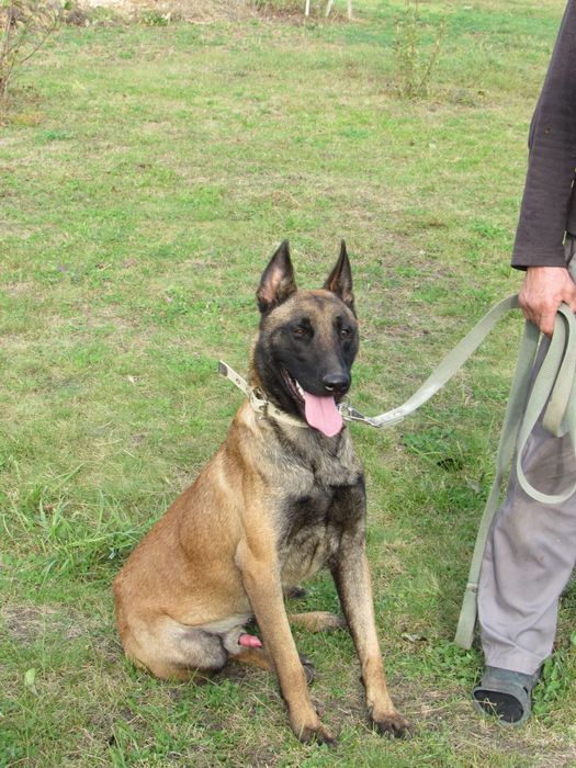 В'язка бельгійська вівчарка