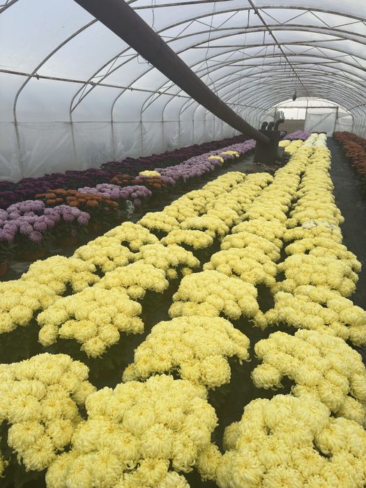 Chryzantemy wielokwiatowe i drobnokwiatowe