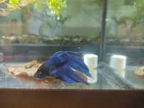 Bettas Azul XL Lindo E Outras Cores