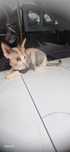 Devon Rex kotka Emi