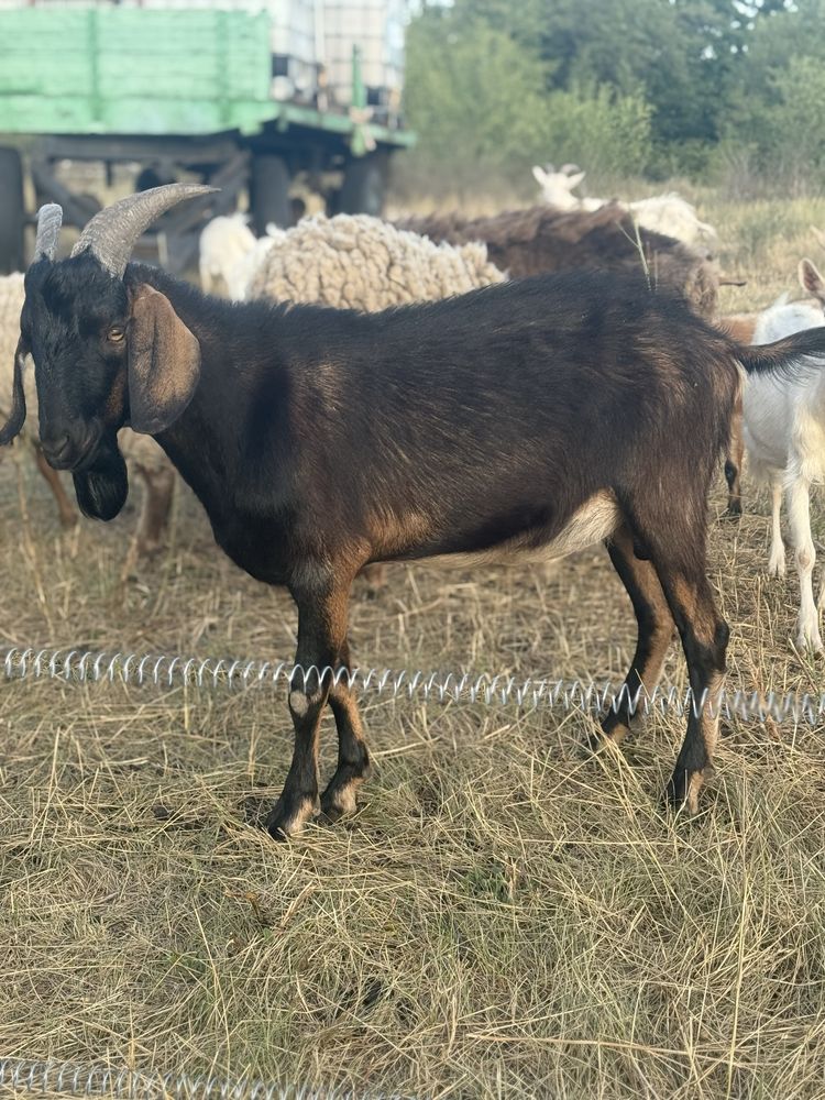 Продам нубійських козлів