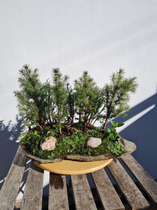 Bonsai Floresta/Paisagem