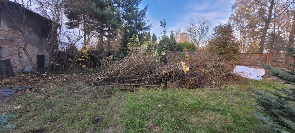 Drewno drzewo gałęzie