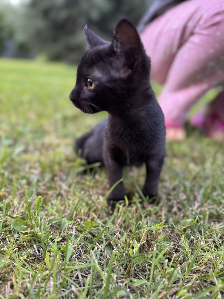 Кошеня 2.5 місяці хлопчик