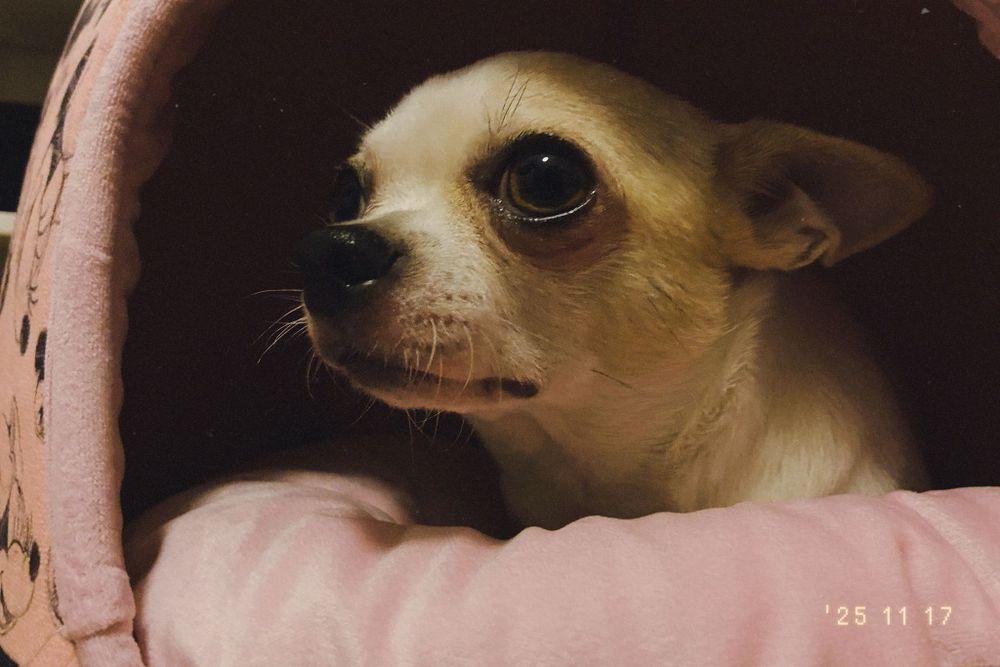 Chihuahua fêmea 3 anos