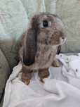 Króliczek baranek miniaturka mini lop