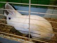 Oddam królika białego samca miniaturkę