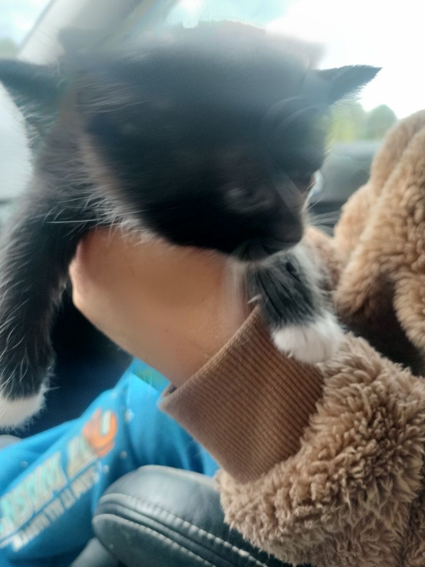 Kocurki do adopcji