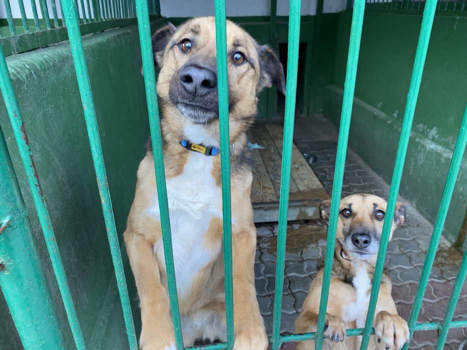 Przezimuj bezdomnego pieska!