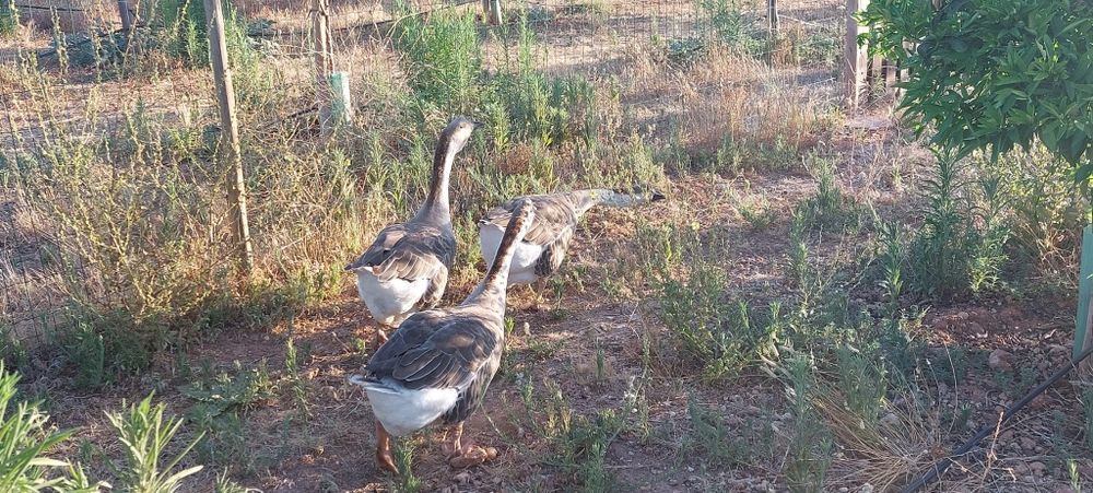 Vendo trio de gansos sinaleiros de barbela 2024
