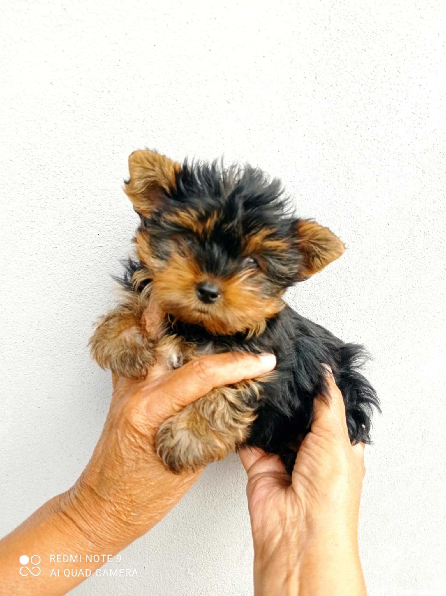 Maravilhoso menino Yorkshire Terrier Super Mini