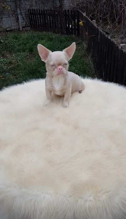 Французький бульдог пінк