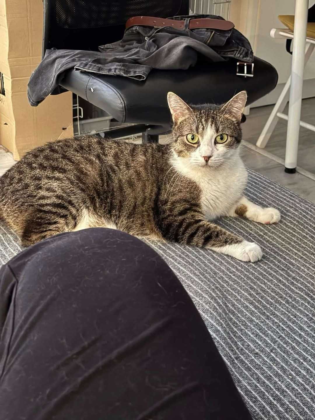 *Laurka- spokojna , nieśmiała kotka do adopcji