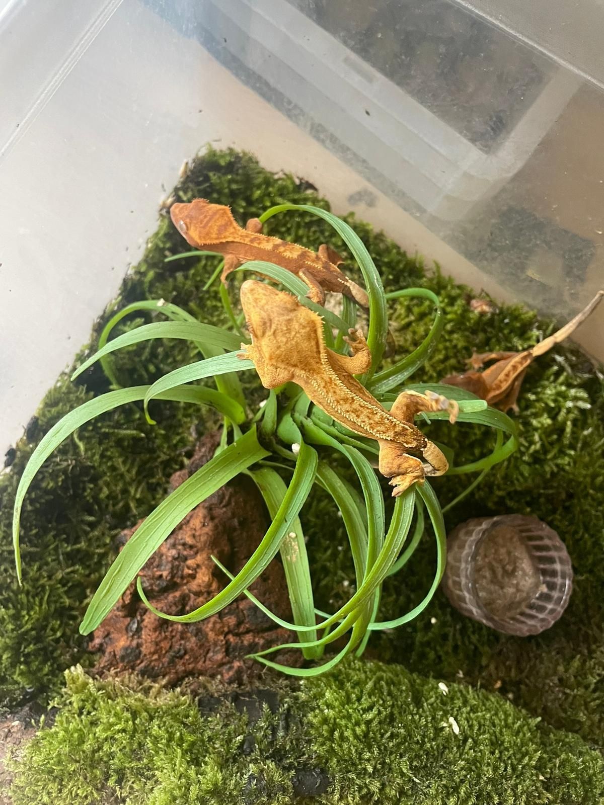 Gekon orzesiony Correlophus ciliatus