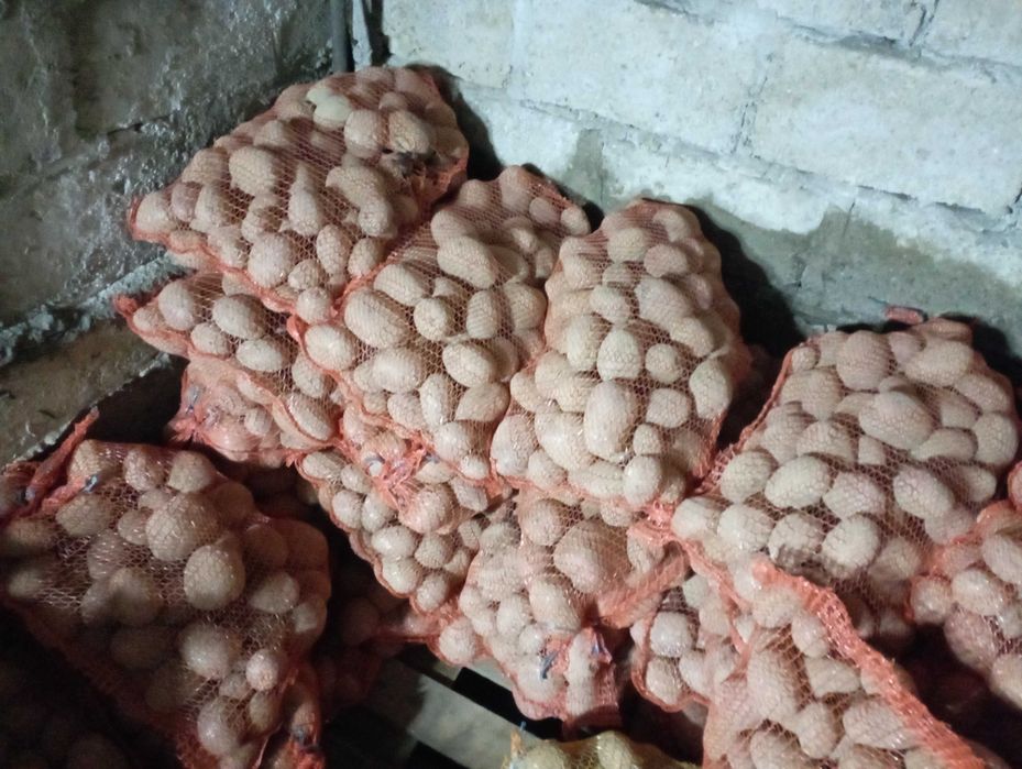 JADALNE GALA/RED SONIA , Pole  Stół  Krótka  DROGA Na STÓŁ Konsum,
Zie