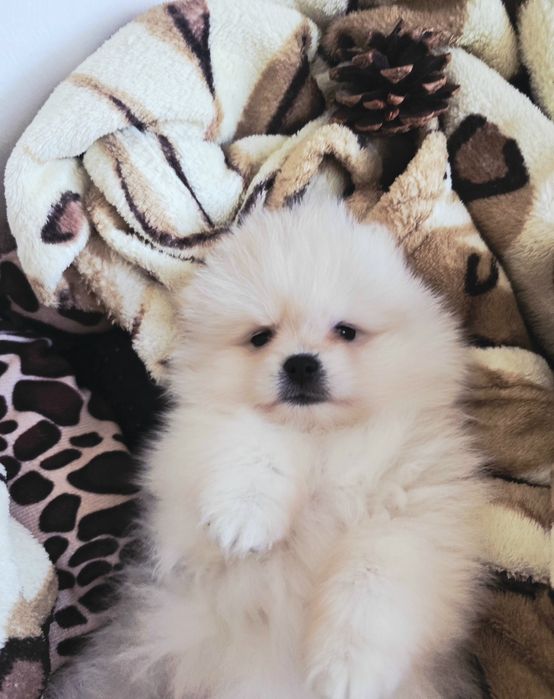 Szpic miniaturowy Pomeranian
