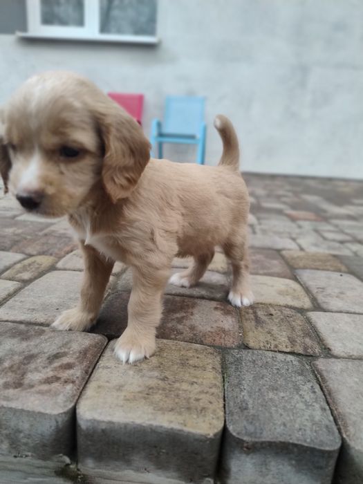 Цуценята кокер- спаніеля! 
У