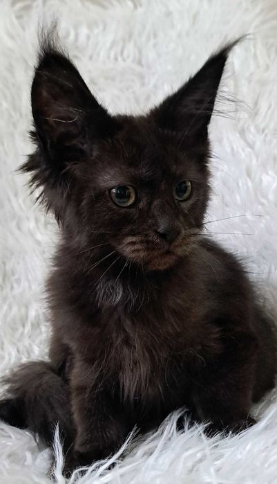 Gotowy do odbioru kocurek Maine Coon