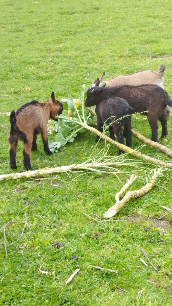 4 Cabras anãs 60€ (cada)