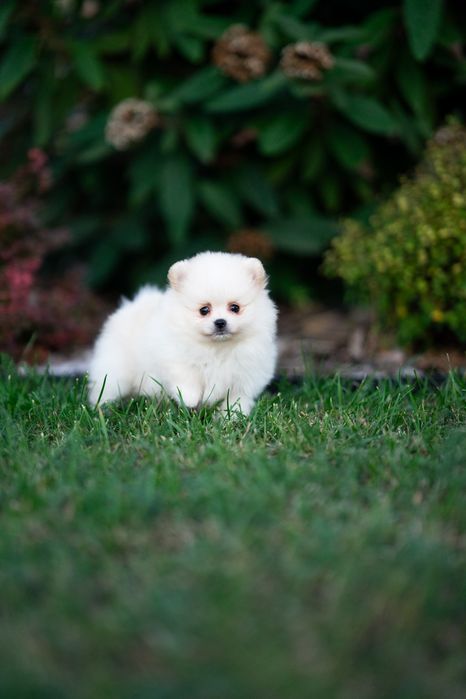 Piesek szpic miniaturowy pomeranian